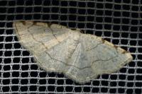 Stegania trimaculata