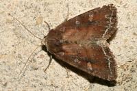 Lacanobia oleracea