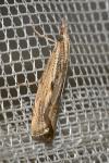 Agriphila geniculea