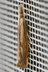 Agriphila geniculea
