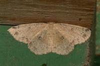 Cyclophora porata