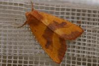 Atethmia centrago