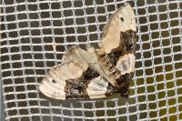 Cosmorhoe ocellata