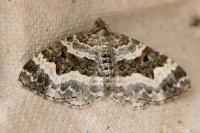 Epirrhoe alternata