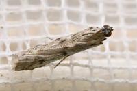 Phycitodes