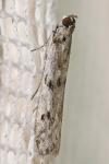 Phycitodes