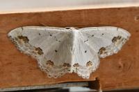 Scopula ornata