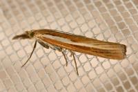 Agriphila tristella