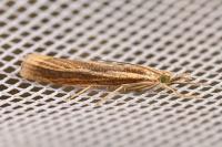 Agriphila tristella