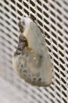 Cilix glaucata