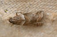 Acrobasis consociella