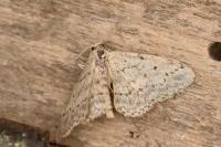 Idaea seriata