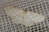 Idaea subsericeata