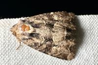 Apamea remissa