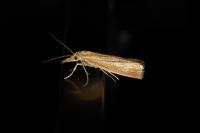 Agriphila straminella