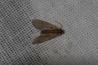Acentria ephemerella