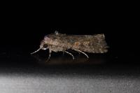 Spodoptera exigua