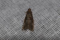 Acrobasis advenella