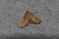 Endotricha flammealis