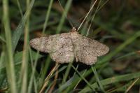 Peribatodes rhomboidaria rhomboidaria