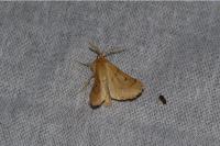 Crocallis elinguaria