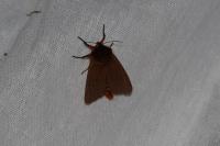 Phragmatobia fuliginosa