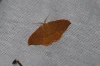 Watsonalla binaria