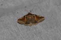 Habrosyne pyritoides