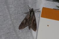 Hyloicus pinastri