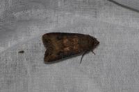 Agrotis ipsilon