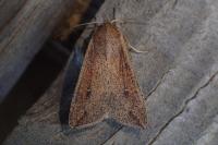 Mythimna unipuncta