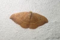 Watsonalla binaria