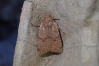 Propenistra laevis