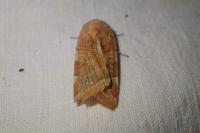 Noctua fimbriata