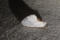 Cilix