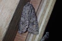 Anarta trifolii