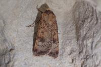 Agrotis trux