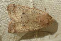 Propenistra laevis
