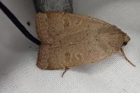 Noctua comes