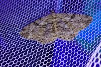 Peribatodes rhomboidaria rhomboidaria