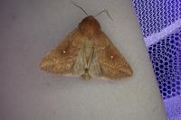 Mythimna albipuncta