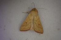Mythimna vitellina