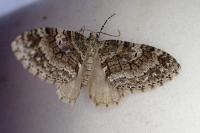 Nothocasis sertata