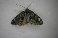 Chloroclysta siterata