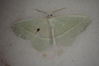 Campaea margaritaria