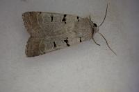 Eugnorisma glareosa