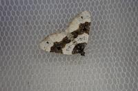 Cosmorhoe ocellata