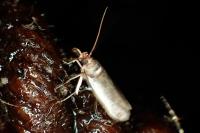 Denticera divisella