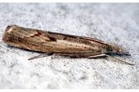 Agriphila inquinatella