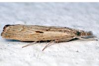Agriphila inquinatella